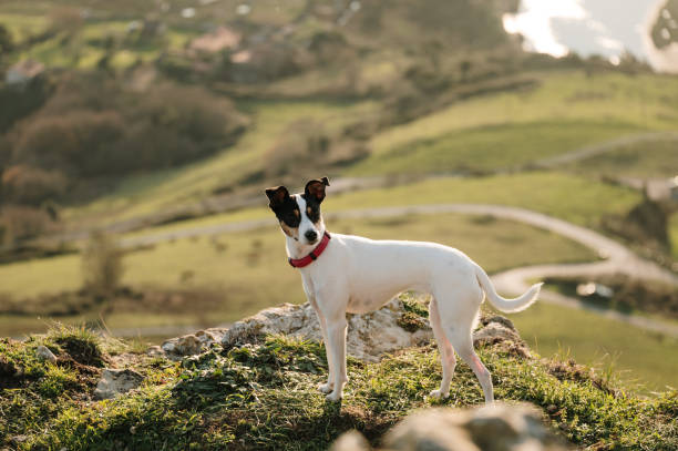 istock Andalusian wine-cellar rat-hunting dog 1464727307