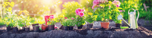 Panoramic view of the garden bed with pots of flowers and working tools on it. stock photo