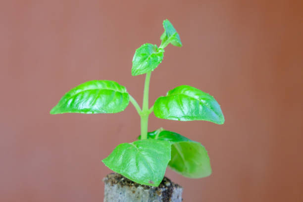 istock A small fuchsia seedling ready to be transplanted into a larger flower pot 1464732040