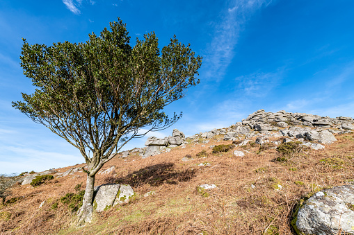 Tree near Bonehill Rocks on Dartmoor