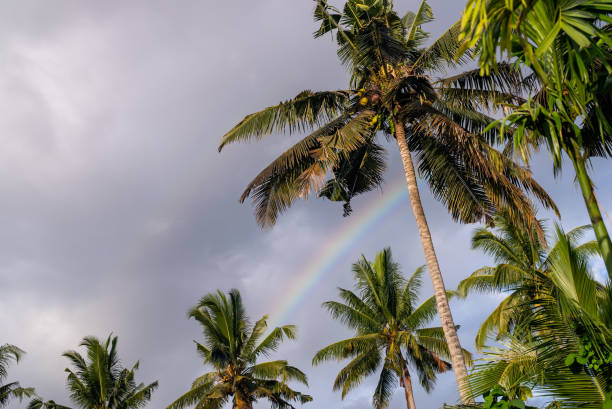 istock Palm trees in a tropical climate with a rainbow in the sky 1464733109