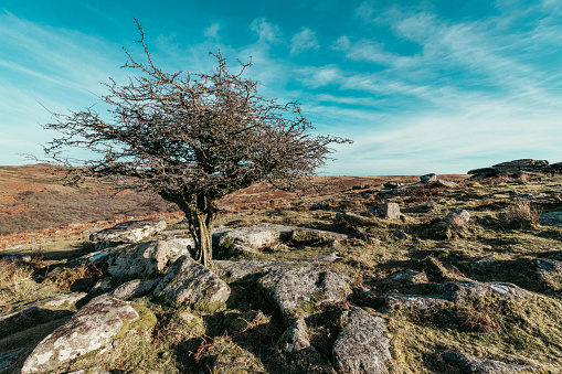 Tree near Combestone Tor on Dartmoor