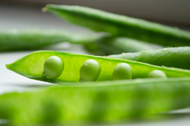 green peas on the table. on a white background is an open pod of green peas. green pea pods with young beans. - green pea pea pod salad legume imagens e fotografias de stock