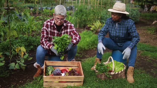 Elderly multiracial women having fun together during harvest period in the garden