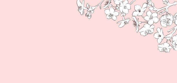 ilustrações, clipart, desenhos animados e ícones de ilustração vetorial de desenho de linha simples de flores de cerejeira. fundo rosa. - cherry blossom blossom cherry tree sakura