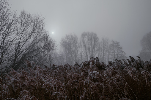 Sunlight barely penetrates the heavy fog on a freezing morning in January