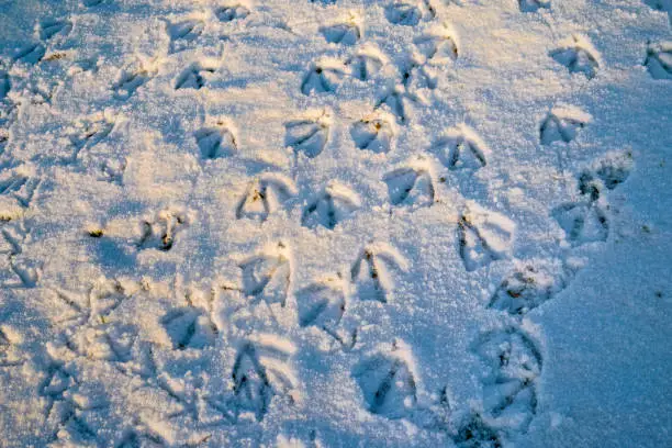 Photo of Water bird footprints left on snow