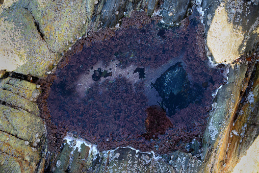 A puddle of sea water and purple algae on a rock at low tide