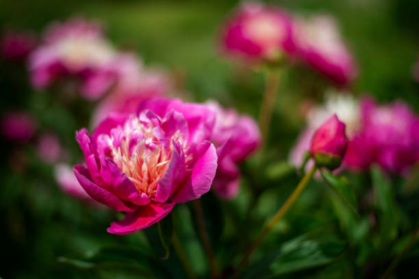 Peonies in nature in the sunlight