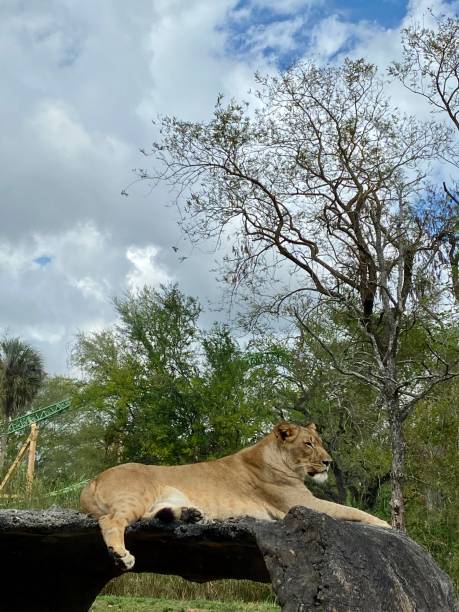 istock nature and wildlife 1464739000