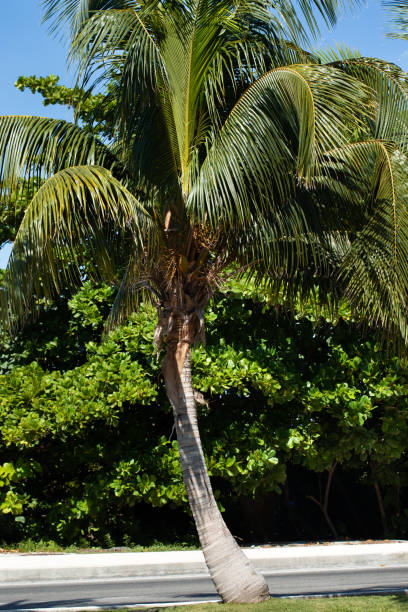 istock Caribbean street road with palm trees 1464743596
