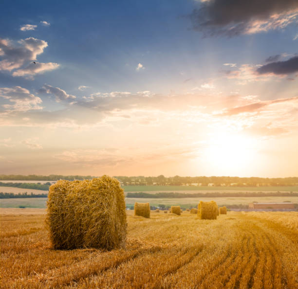 istock summer wheat fieldwith haystack after a harvest at the sunset 1464745024