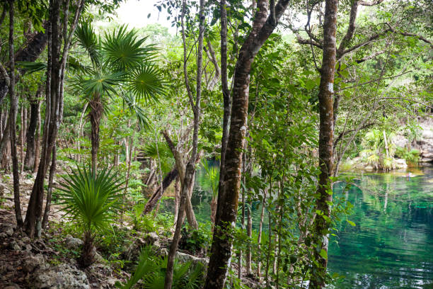 istock Cenote with pure water, Mexico 1464746077