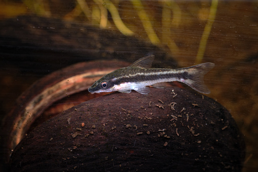 Catfish. Pseudoplatystoma or barred sorubim, close up
