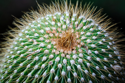 Macrophotography of succulent plant