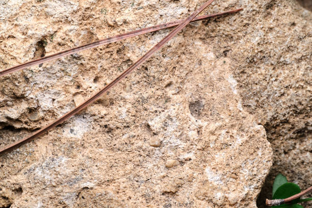 Macro shot of stone surface, above a pine thorn