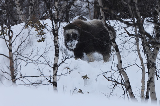 Musk ox in winter in Dovrefjell-Sunndalsfjella National Park Norway