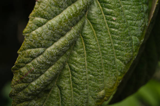 Macro shot of green leaves