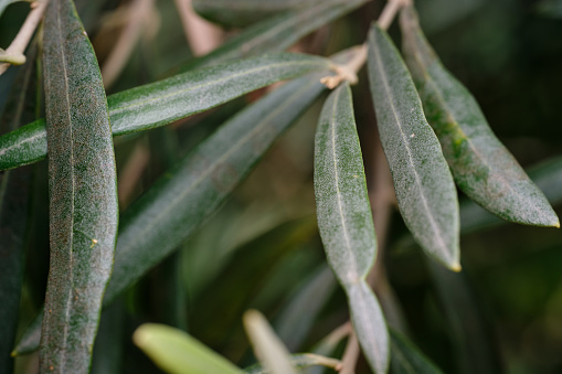 Macro shot of olive leaves