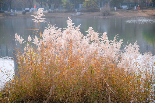 The sun has just risen at the Geestmerambacht recreational area, casting a beautiful glow over the trees by the lake. Autumn has truly arrived in the Netherlands, resulting in a vibrant display of colors.