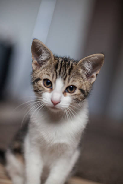 istock Cute Baby Kitten 1464750274