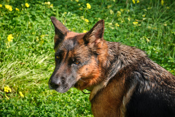 german sheppard - german sheppard imagens e fotografias de stock