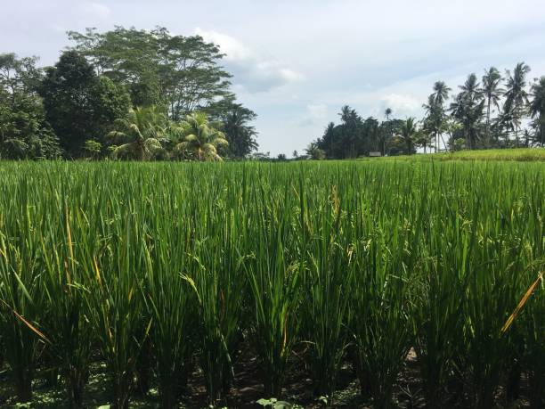 istock rice field in landscape photo 1464752274