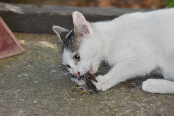 chat avec un oiseau dans une dent - action alertness animal bird photos et images de collection