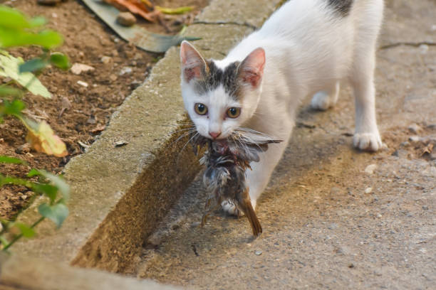 chat avec un oiseau dans une dent - action alertness animal bird photos et images de collection