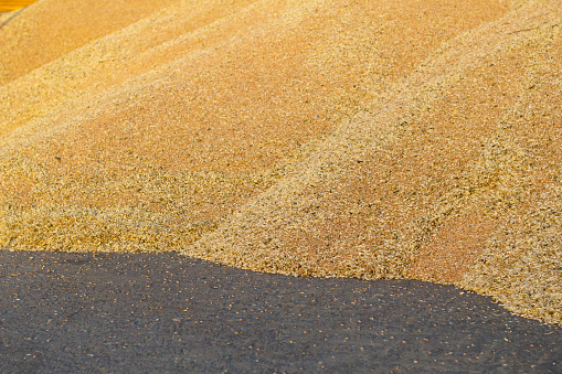 heaps of ripe wheat grains after harvesting