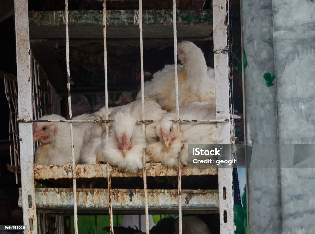 Lebende weiße Hühner werden in einem engen Käfig zusammengepfercht und zum Verzehr verkauft - Lizenzfrei Agrarbetrieb Stock-Foto
