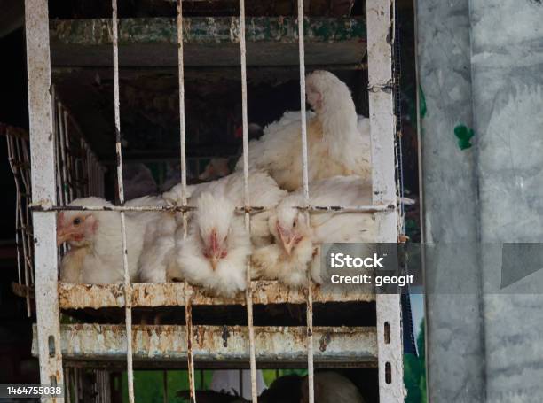 Lebende Weiße Hühner Werden In Einem Engen Käfig Zusammengepfercht Und Zum Verzehr Verkauft Stockfoto und mehr Bilder von Agrarbetrieb