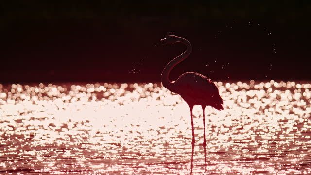 970+ Flamingo Camargue Stock Videos and Royalty-Free Footage - iStock