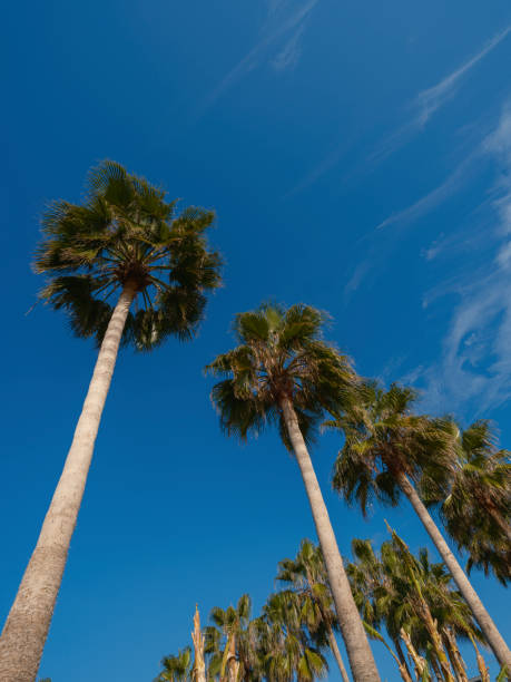 istock tropical palm trees and blue sky background 1464756701