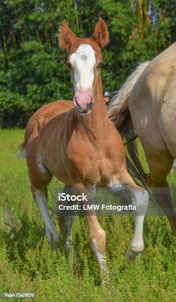 Foals Stock Photo - Download Image Now - Criollo Horse, Agricultural Field, Animal