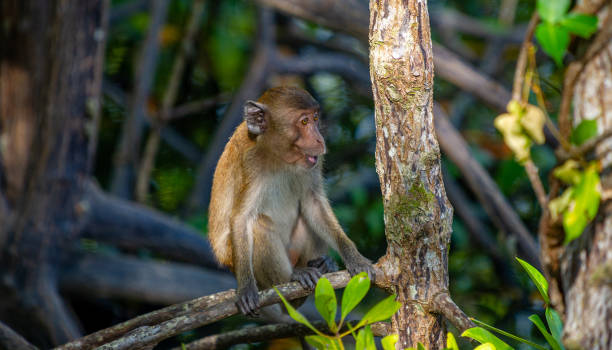 istock Monkeys in Thailand Chumphon National Park 1464757232
