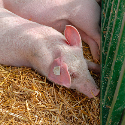 One Little Piglet Sleeping at Animal Farm