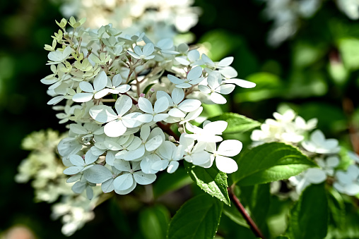 White flowers detail