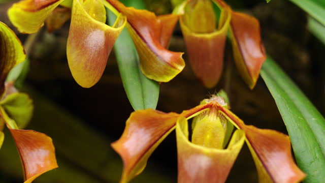 Closeup shot footage of Paphiopedilum orchid flower .