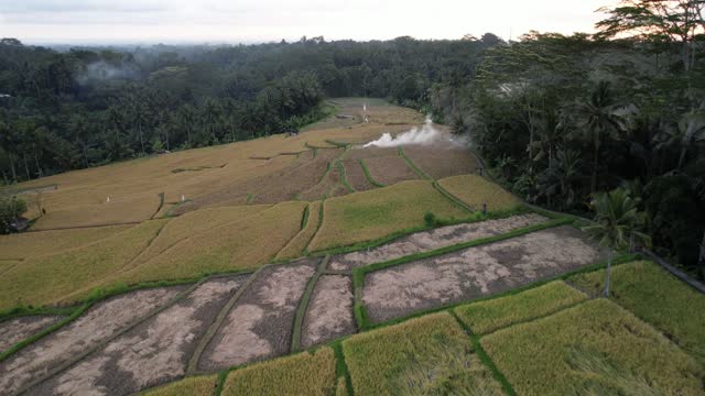 Harvesting has begun on vast rice terraces, aerial shot of Kelusa paddies