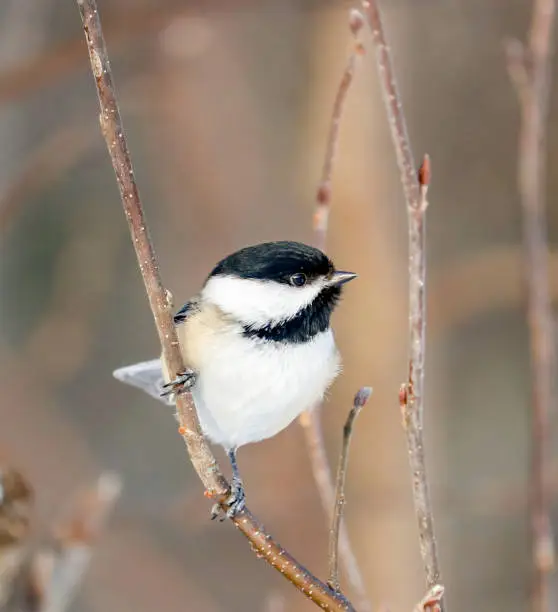 A perching black-capped chickadee.