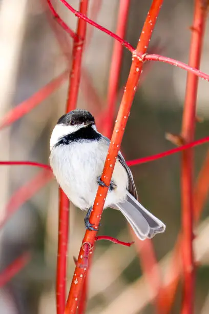 A perching black-capped chickadee.