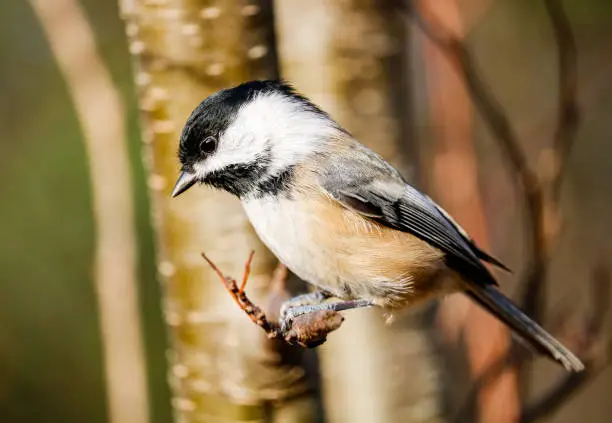 A sideview of a black-capped chickadee.