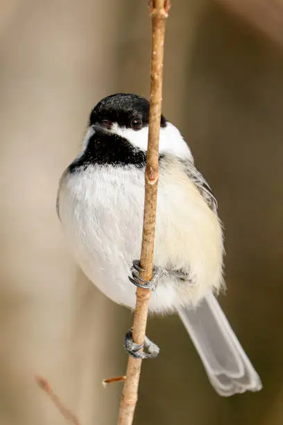 A perching black-capped chickadee.