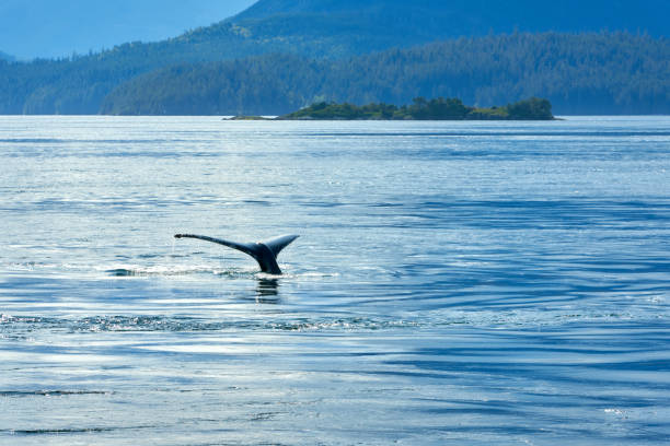 istock Tail Fluke of Humpback Whale Diving 1464760006