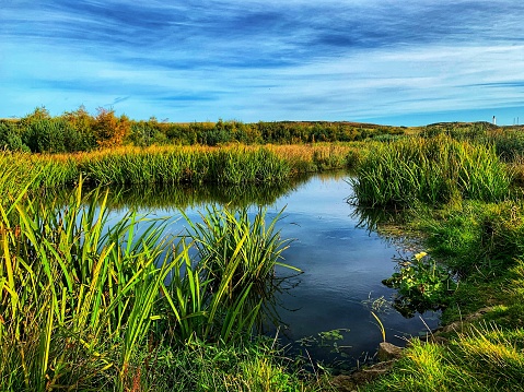Natural wetlands at St Fitticks public park in Aberdeen, Scotland