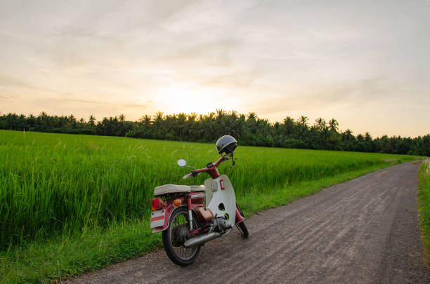 istock In the evening, when the sun is about to set, rice fields look like this 1464761572