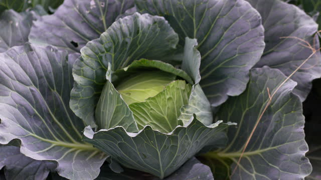 cabbage.