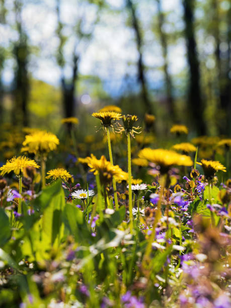 Springtime wild flower field meadow lawn in sunny forest park with dandelions and daisies yellow purple green