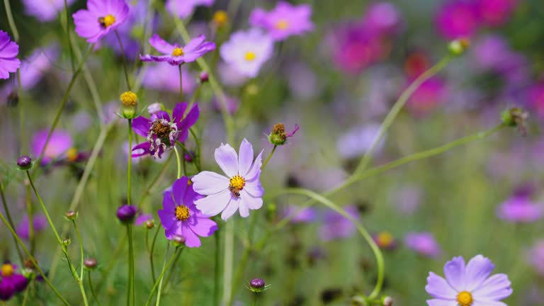 Cosmos blooming.